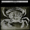 Colin Stetson - And It Fought to Escape