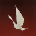 Floor - Dove