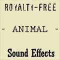 Sound Effects - Pigs Feeding