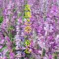 亦心 - 玫瑰之恋