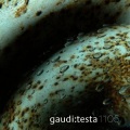 Gaudi - Interlude