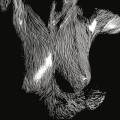 Oceansize - Part Cardiac