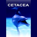 Cetacea