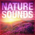 Sounds of Nature White Noise Sound Effects - Canopy Sounds: Birds