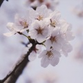 君と一緒にいればいい、佐天Tamako - さくら ~あなたに出会えてよかった~