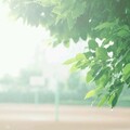 程通 - 雨巷
