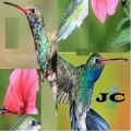 Joshua Scott Chasez - Brooke