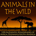 Animals in the Wild - 100 Authentic Atmospheres of Africa, Oceania & South America