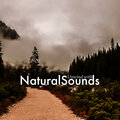 Unwind with Natural Sounds