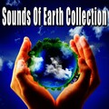 Nature Soundscapes - Small Wild Bird Chatter (Birdsong)(Backyard Bird Ambience Sound Effects)