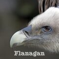 Flanagan - Freak For The Broken