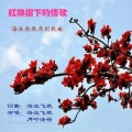 海浪飞歌、月吟清荷 - 红棉树下的情歌