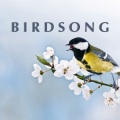 Blackbird And The Storm - Robin