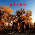 李郡一 - 额济纳胡杨