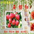 紫衣 - 石榴红