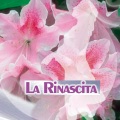 Musica per la rinascita (Ecosound musica relax meditazione)