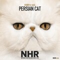 Ferry、Sijel - Persian Cat