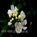 DJ阿奇、刘瑞琦 - 七里香