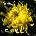 红豆豆 - 菊花台