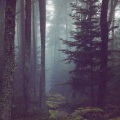 ARForest - Pantomium
