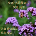 阿影 - 你的世界我来过