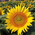 Meltycanon - sunflower