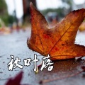 张凯 - 秋叶落