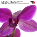 Ronny K. - Orchidea