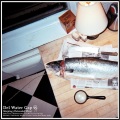 Del Water Gap - Still in Love