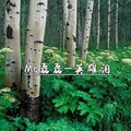 磊磊 - 断情笔续