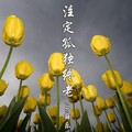 薛乐 - 比较随性吧