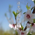 MC初见 - 注定孤独终老