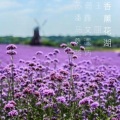 华语群星 - 香薰花湖