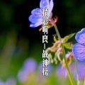 精彩啊良 - 爱了也痛了
