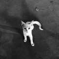 T型公路乐队 - 猫的树