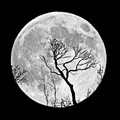韶兮坊头牌 - 白月光