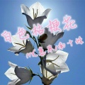 白色桔梗花