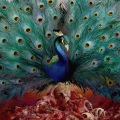 Opeth - Persephone