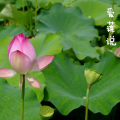 道州情