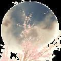 苏渐离- - 月光