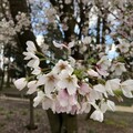 elijah who - spring love
