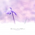 프리지아 - 작은 꽃의 인사 (Greetings of small flowers)
