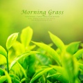 안단티노 - Morning Grass