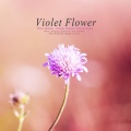 Violet Flower