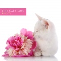 Pink Cat's Love