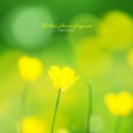 프리지아 - 노란 꽃향기 (Yellow flower scent)