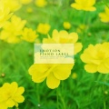 프리지아 - 꽃피는 산골 (Flowering Mountain)