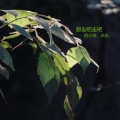 Mc天乐 - 都走吧走吧