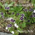 Duplex-Ache - Glorious Delicious