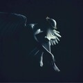 Canis、HITXCHI - Sorry Angel
